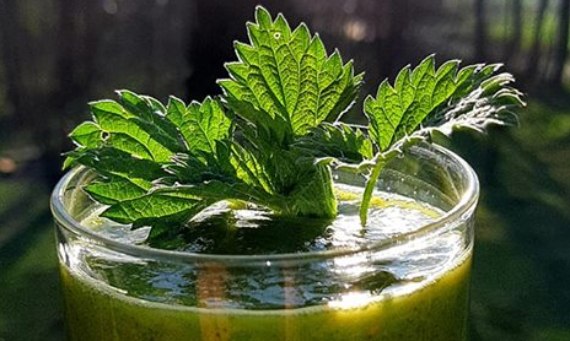 Zielone smoothie z pokrzywą