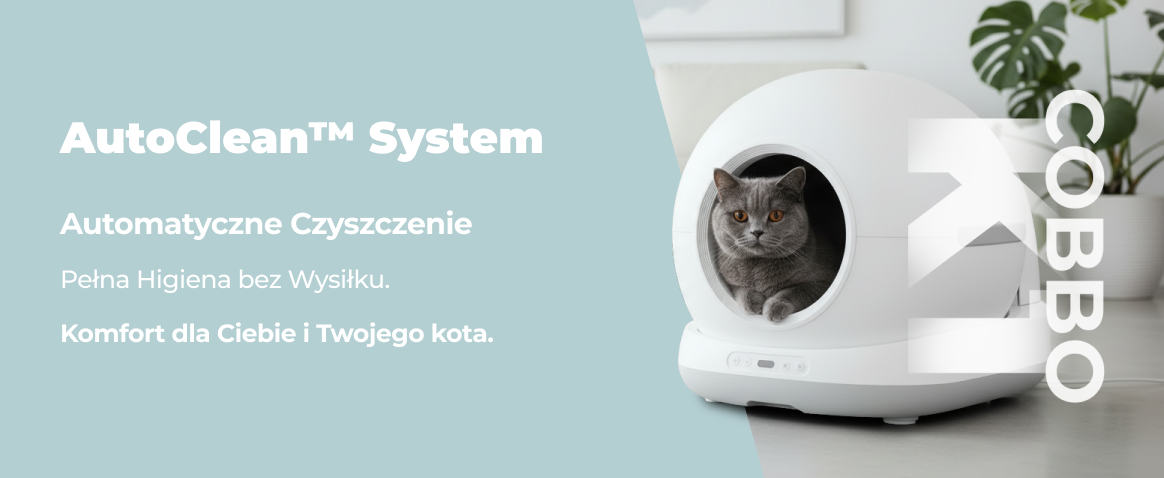 szary kot w kuwecie k1